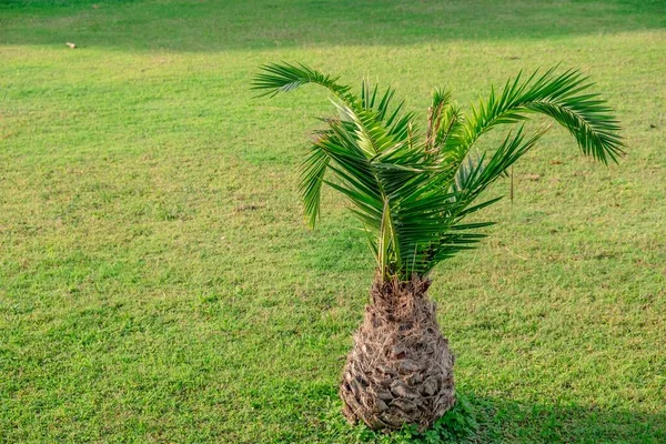 Зелена Пальмова Рослина Траві Листовий Гольф — стокове фото