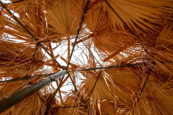 Літо Пляжі Пальма Парасолькою Дерево Раю — стокове фото