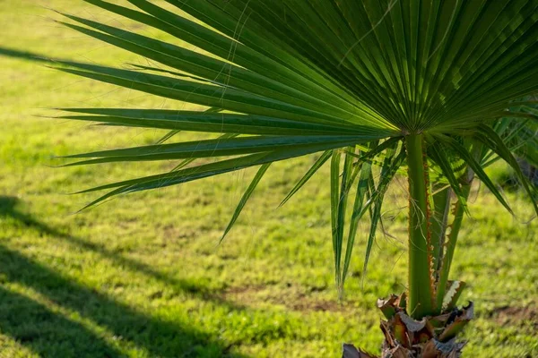 Зелена Пальмова Рослина Траві Зростання Земель — стокове фото