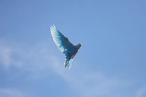 Paloma azul volando en el cielo azul — Foto de Stock