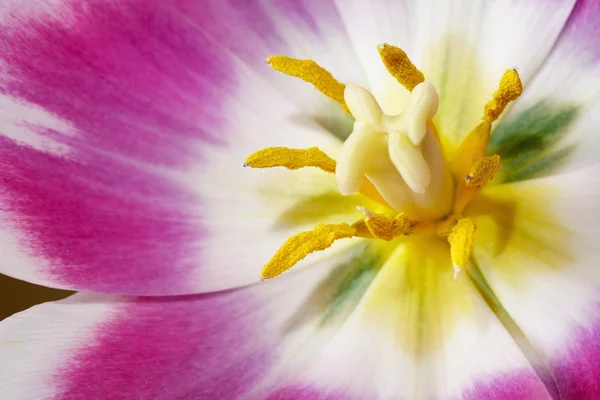 Tulpenzentrum — Stockfoto