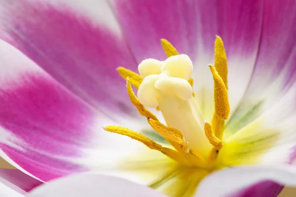 Centro da tulipa — Fotografia de Stock