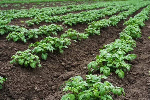 Potato beds — Stock Photo, Image