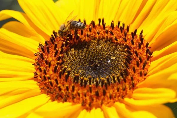 Nahaufnahme von Bienen auf Sonnenblumen — Stockfoto