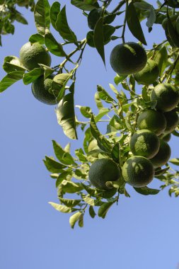 Şube portakal ağacı