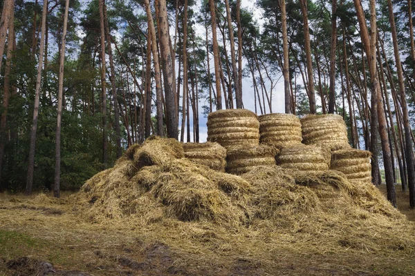 Hay after harvest. — Stock Photo, Image