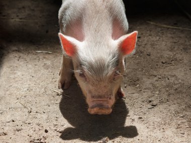 Genç pembe domuzcuk