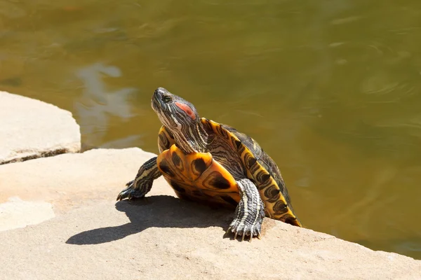Vörös fülű csúszka a teknős fürdenek a nap — Stock Fotó