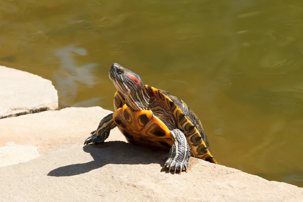 Tortuga corredera de orejas rojas tomando el sol —  Fotos de Stock