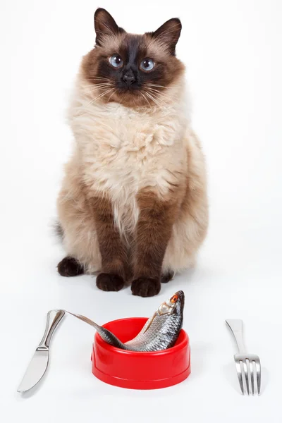 Humor Cute Balinese cat with blue eyes eating — Stock Photo, Image