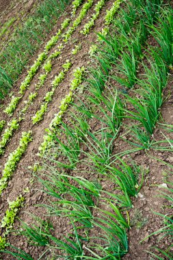 Lahana, fidan ve Genç Yeşiller ile mutfak Bahçe