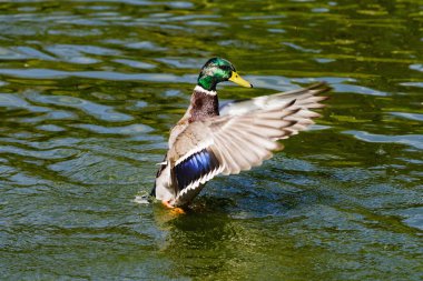 Mallard drake alarak uçuş