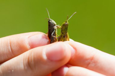 Yaz günde iki çekirge tutan çocuk