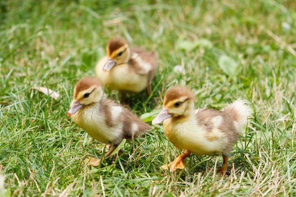 그린에 조금 귀여운 ducklings 잔디, 야외에서 — 스톡 사진