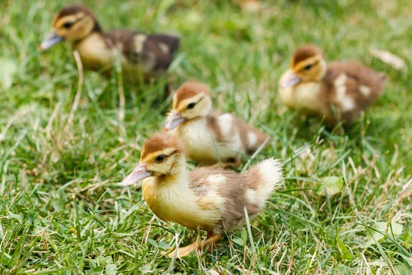 그린에 조금 귀여운 ducklings 잔디, 야외에서 — 스톡 사진