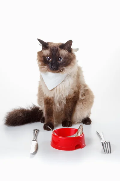 Humor Gato balinês bonito com olhos azuis comendo — Fotografia de Stock