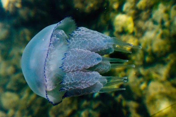 Маленькі медузи — стокове фото