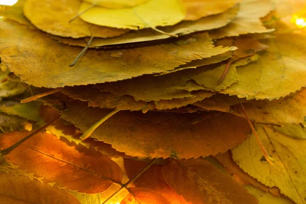 Podzimní listí - pozadí — Stock fotografie