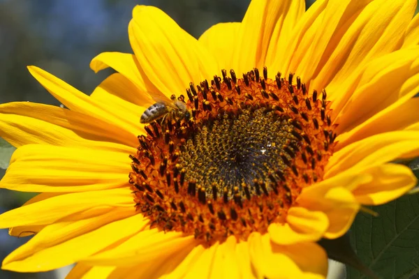 Close up of bee on sunflower — Stock Photo, Image