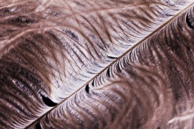 Devekuşu plumeon siyah arka plan tüy