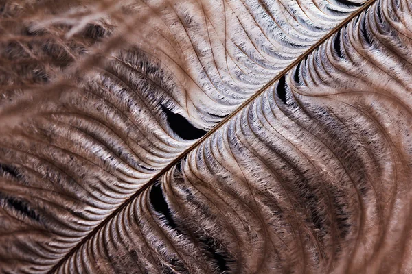 Pštrosí peří plumeon černé pozadí — Stock fotografie