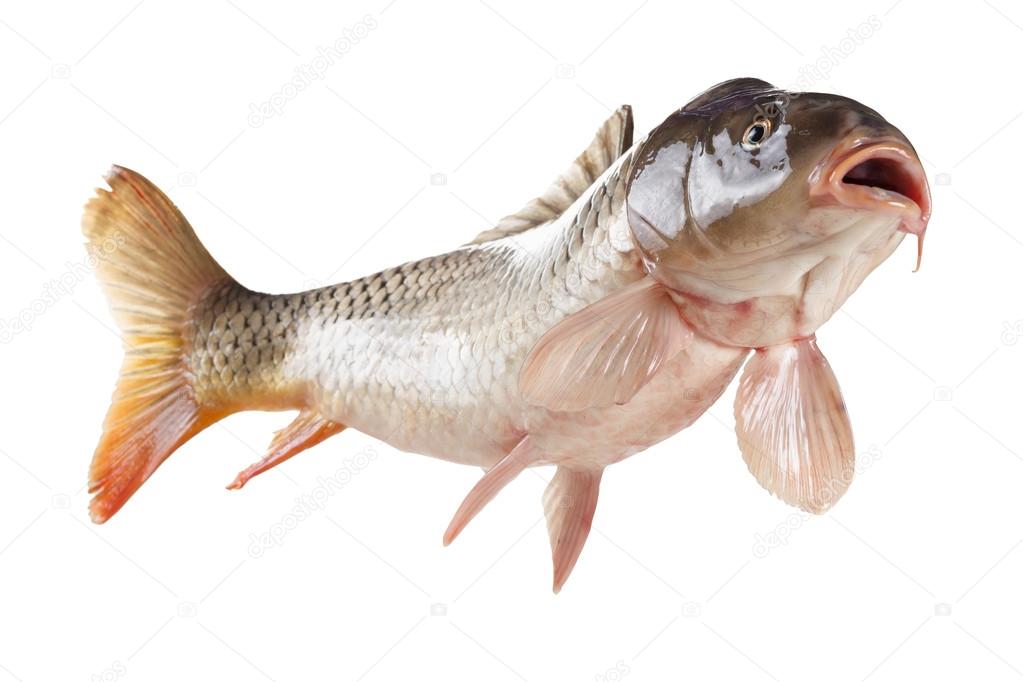 Swimming carp fish, bottom view isolated on white background