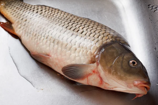 Carpa de pescado recién capturada en el fregadero — Foto de Stock