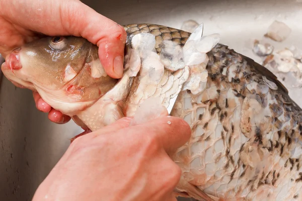 Evisceración de carpas de pescado recién capturadas — Foto de Stock