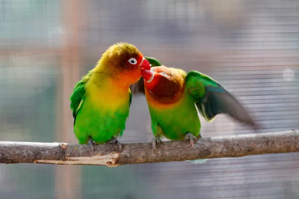 Küssen schönen grünen Turteltaubenpapagei — Stockfoto