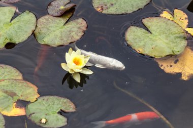 Lily, gold fish in a man made pond. clipart