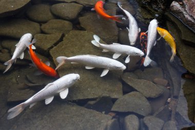 Lily, insan yapımı altın balık.