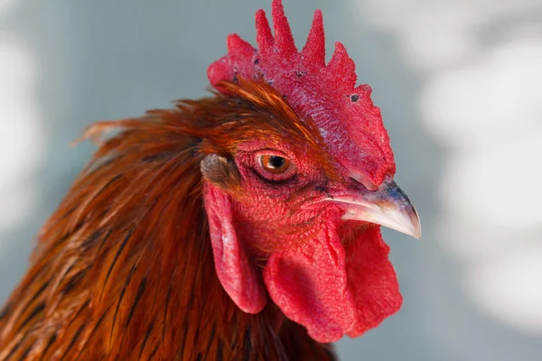 Cabeza de polla roja —  Fotos de Stock