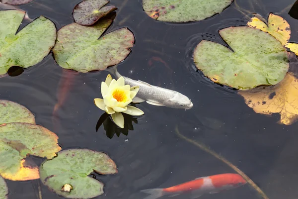 Κρίνος, χρυσό ψάρια σε μια λίμνη ανθρωπογενών. — Φωτογραφία Αρχείου