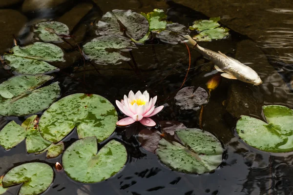 Lily, insan yapımı altın balık. — Stok fotoğraf