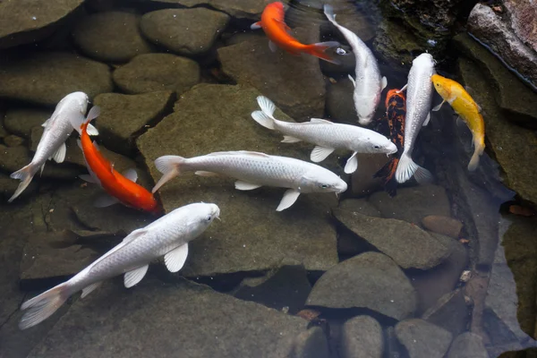 Lily, peces de oro en un estanque hecho por el hombre . — Foto de Stock