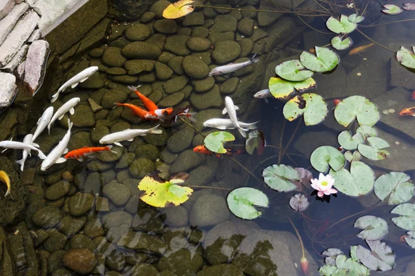Lily, zlaté ryby v rybníku člověkem. — Stock fotografie