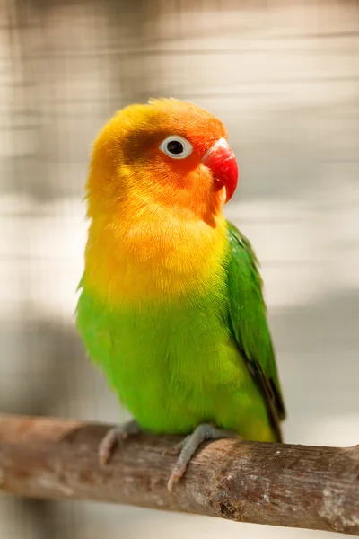 Piccolo bellissimo pappagallo verde piccioncino — Foto Stock