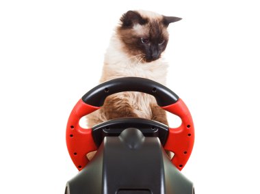 Kedi üzerinde beyaz izole bir video oyun konsolunda oynamak