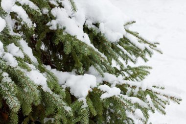 Arka plan köknar dalı çam kozalağı ve kar pul ile. Noel tatili