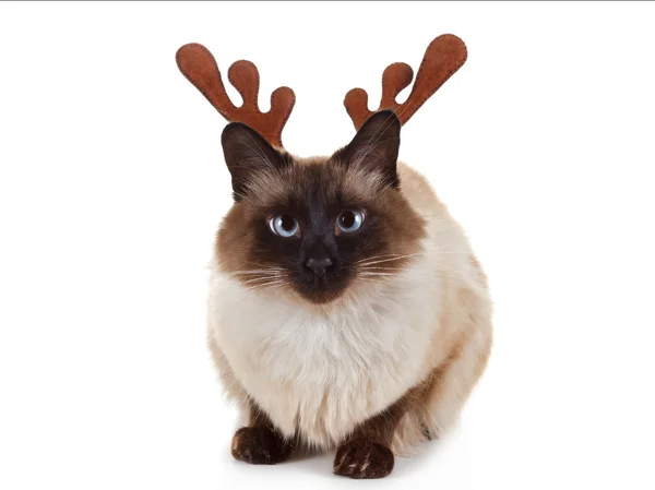 Zabawny renifer Boże Narodzenie Rudolph pieścić kot — Zdjęcie stockowe