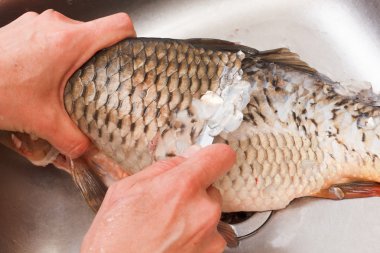 Gutting, taze balık sazan yakaladım