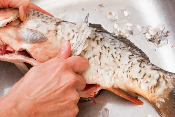 Gutting of freshly caught fish carp