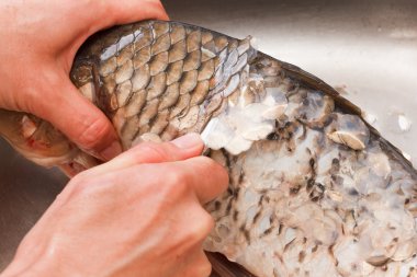 Gutting, taze balık sazan yakaladım