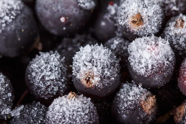 Black currant with ice — Stock Photo, Image