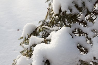 Arka plan Ladin şube ile kar gevreği. Noel tatili