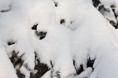 Arka plan Ladin şube ile kar gevreği. Noel tatili