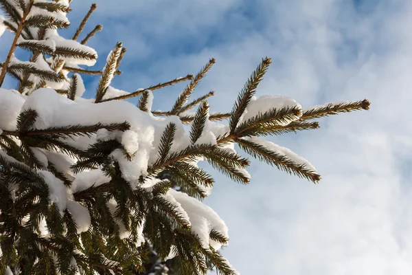 Arka plan Ladin şube ile kar gevreği. Noel tatili