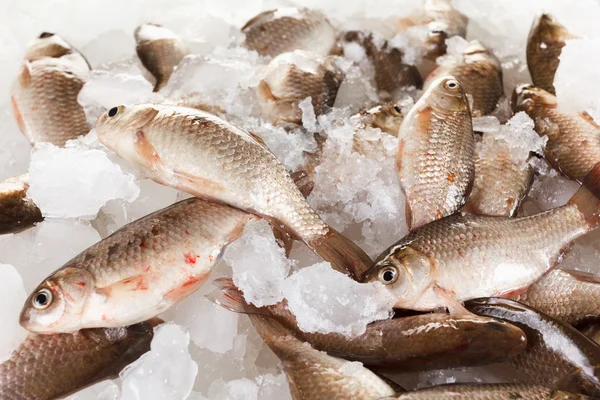 배경으로 얼음에 Crucian 잉어 물고기 — 스톡 사진