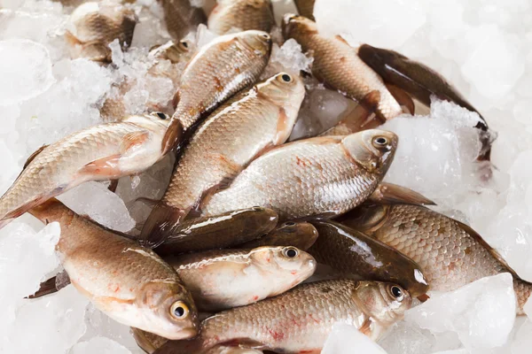 Crucian karper vissen op het ijs als achtergrond — Stockfoto