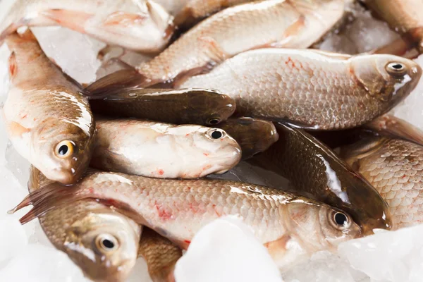 Carpa de pescado cruciano sobre hielo como fondo — Foto de Stock